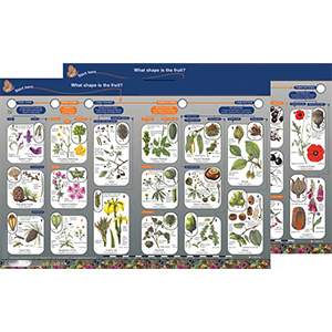 Key to Identifying Dispersal of Fruits and Seeds